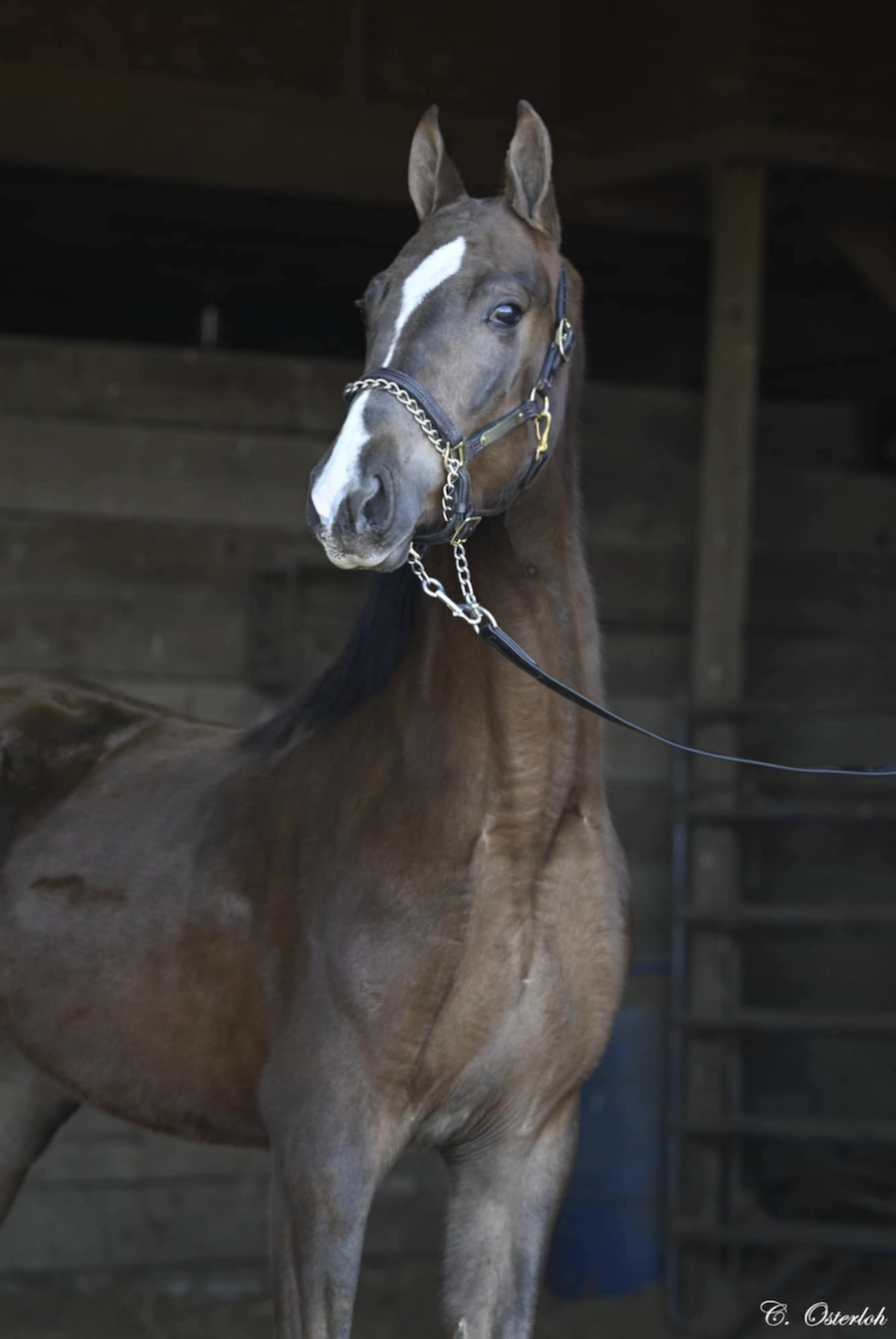 KIUKA'S LASTING IMPRESSION