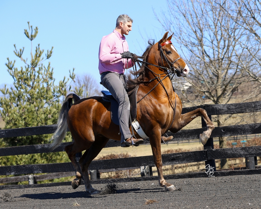 HS RUDOLPH TWENTY THREE