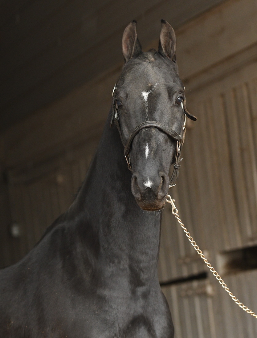 BIT'S FABULOUS PEACH