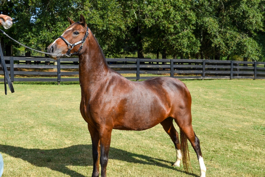 CRYSTAL CREEK&#039;S NOBLE LADY
