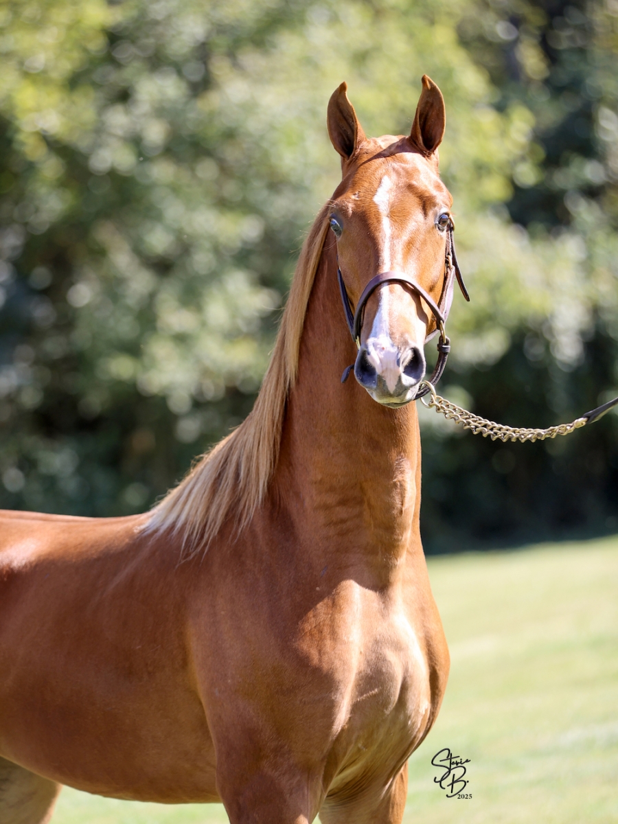 NUTCRACKER'S LADY'S MAN