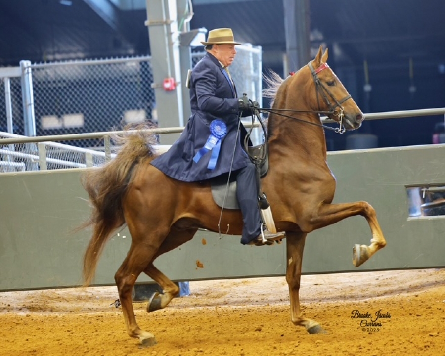 MADEIRA'S MY RED ROSE